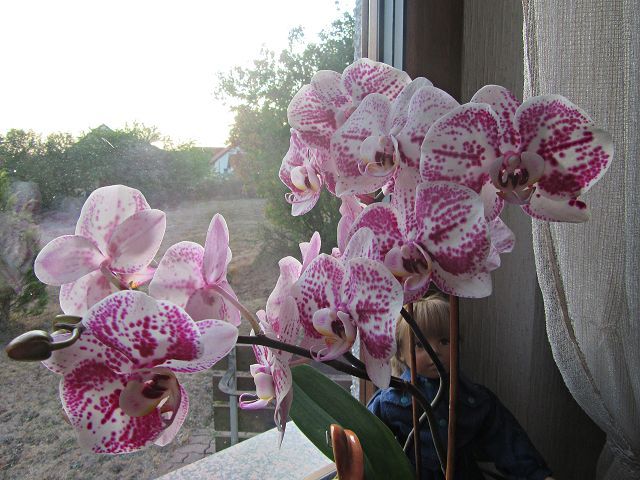 k-orchidee (1).JPG