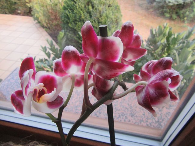 k-orchidee (2).JPG