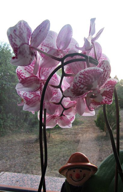 k-orchidee (3).JPG